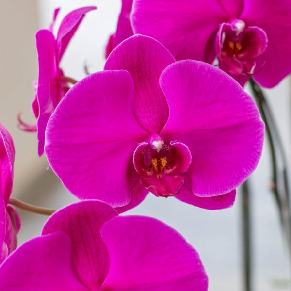 Lan Hồ Điệp Viên Mãn 019