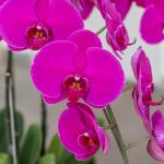 Lan Hồ Điệp Viên Mãn 019