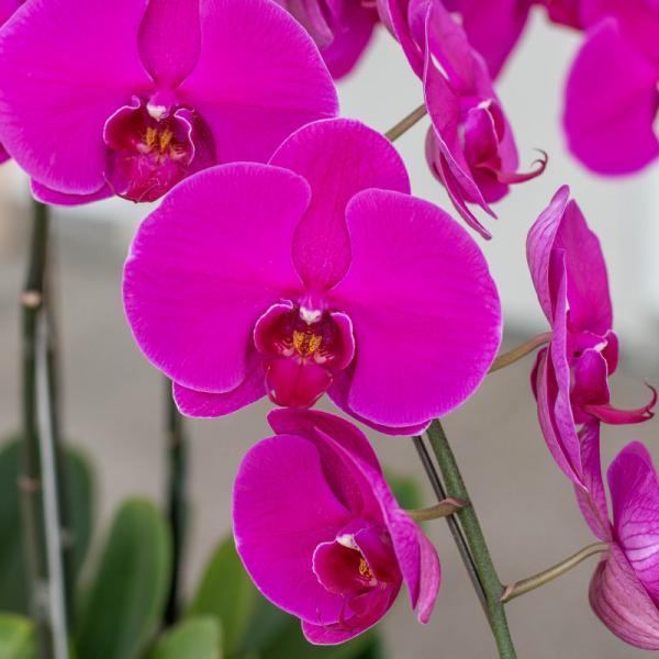 Lan Hồ Điệp Viên Mãn 019