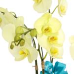 Lan Hồ Điệp Vạn Hạnh 008