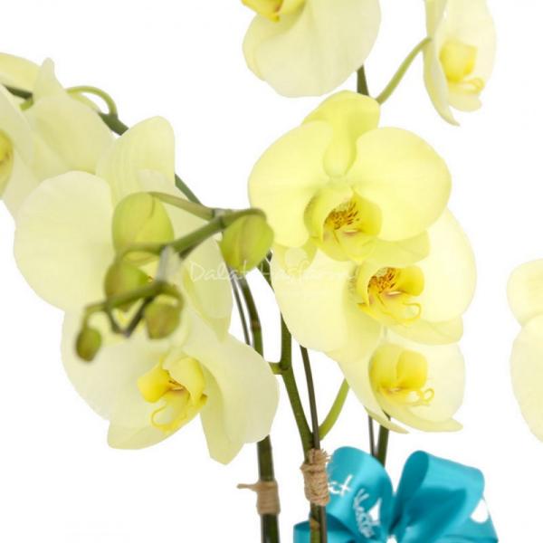 Lan Hồ Điệp Vạn Hạnh 008