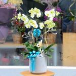 Lan Hồ Điệp Vạn Hạnh 008