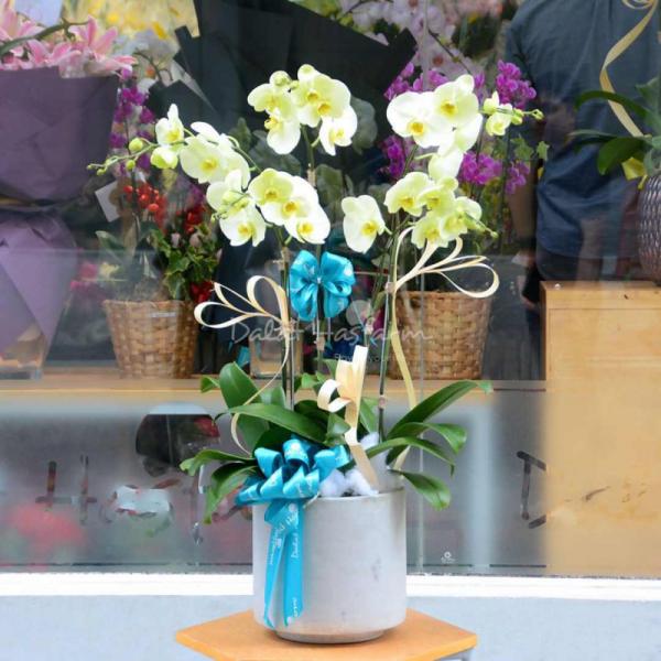 Lan Hồ Điệp Vạn Hạnh 008