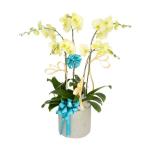 Lan Hồ Điệp Vạn Hạnh 008