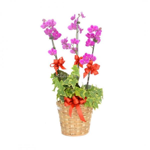 Lan Hồ Điệp Viên Mãn 007