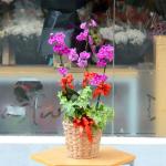 Lan Hồ Điệp Viên Mãn 007