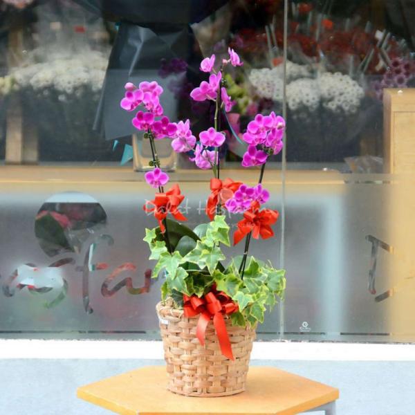 Lan Hồ Điệp Viên Mãn 007