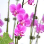 Lan Hồ Điệp Viên Mãn 007