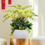 Lan Hồ Điệp Thành Ý 059