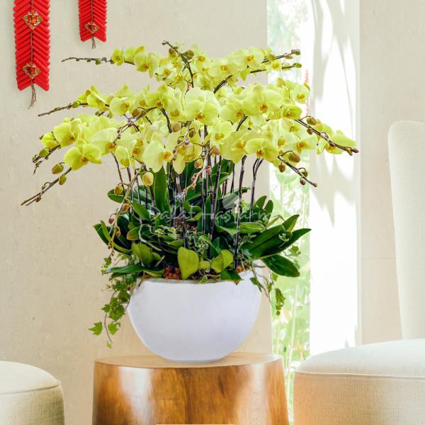 Lan Hồ Điệp Thành Ý 059