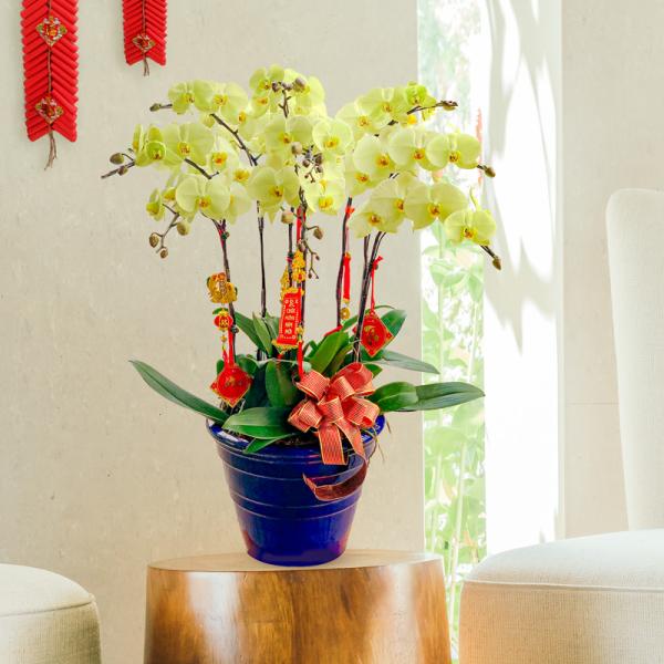 Lan Hồ Điệp Vạn Hạnh 056