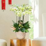 Lan Hồ Điệp Vạn Hạnh 052