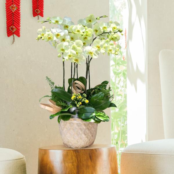 Lan Hồ Điệp Vạn Hạnh 052