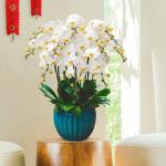 Lan Hồ Điệp Thịnh Vượng 055