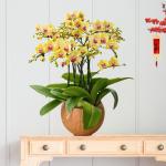 Lan Hồ Điệp Thành Ý 054