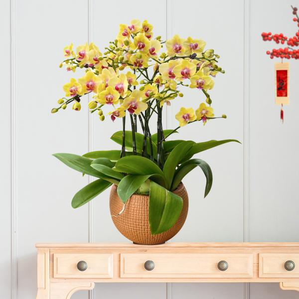 Lan Hồ Điệp Thành Ý 054