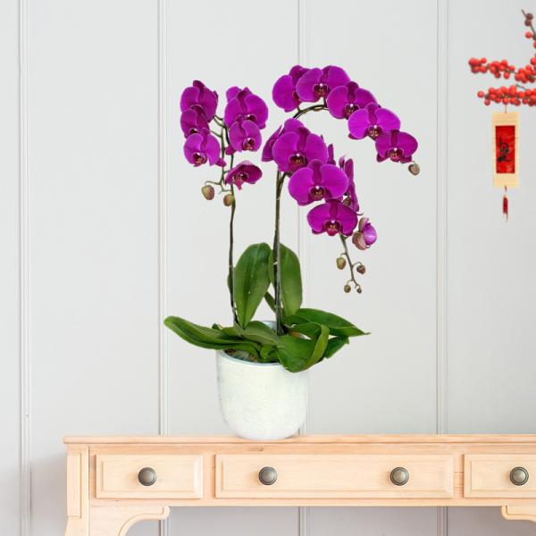 Lan Hồ Điệp Viên Mãn 049