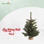 Cây Thông Noel An Lành 1m2