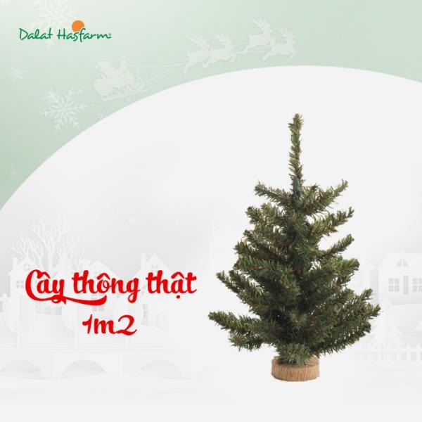 Cây Thông Noel An Lành 1m2