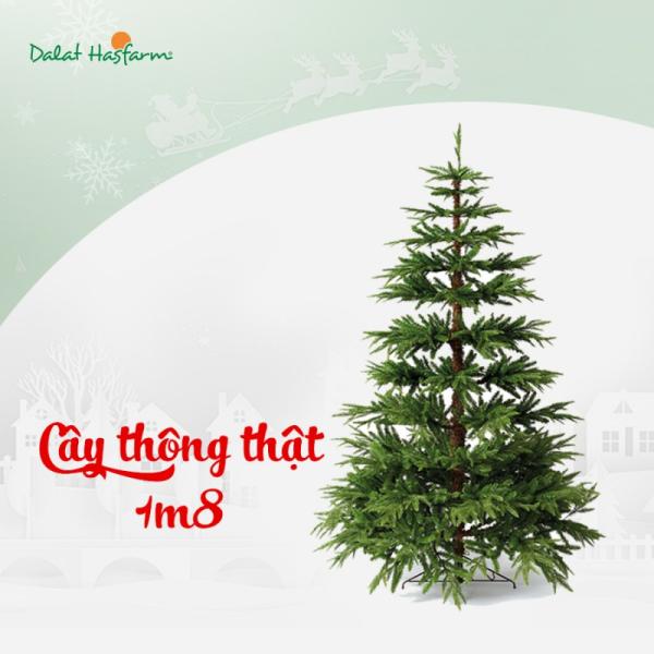 Cây Thông Noel Hạnh Phúc 1m8