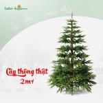 Cây Thông Noel Ấm Áp 2m1