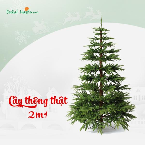 Cây Thông Noel Ấm Áp 2m1