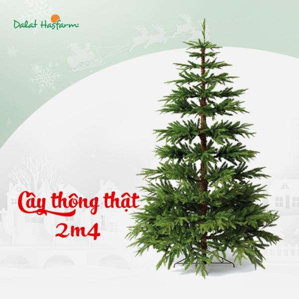 Cây Thông Noel Yêu Thương 2m4