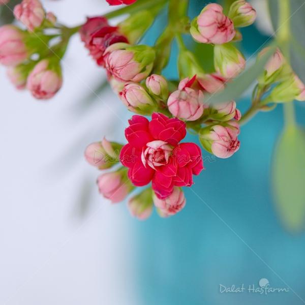 Bình Hoa Chúc Mừng 018