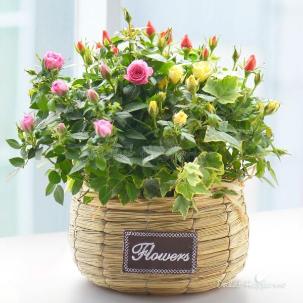 Giỏ Hoa Chậu Thiết Kế 034