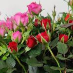 Giỏ Hoa Chậu Thiết Kế 034