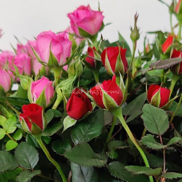 Giỏ Hoa Chậu Thiết Kế 034