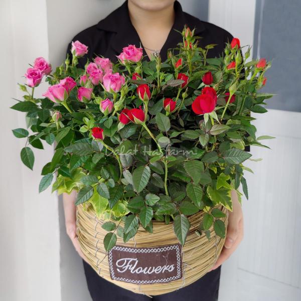 Giỏ Hoa Chậu Thiết Kế 034