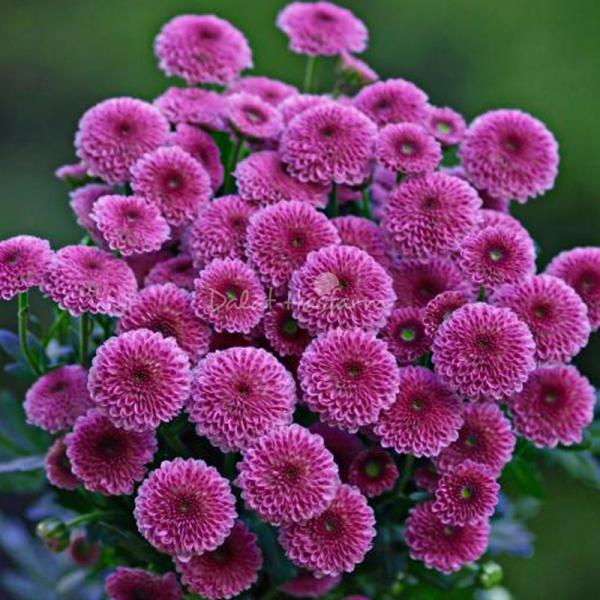 Bó Hoa Thanh Xuân 237