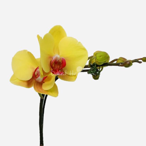 Lan Hồ Điệp Thành Ý 024