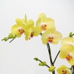 Lan Hồ Điệp Thành Ý 053