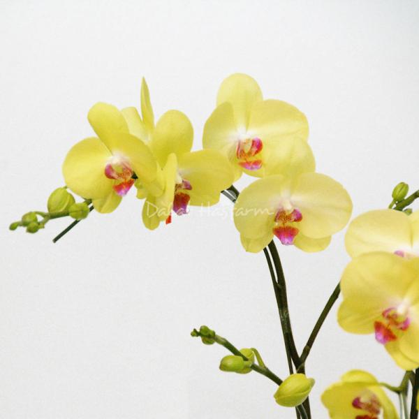 Lan Hồ Điệp Thành Ý 053