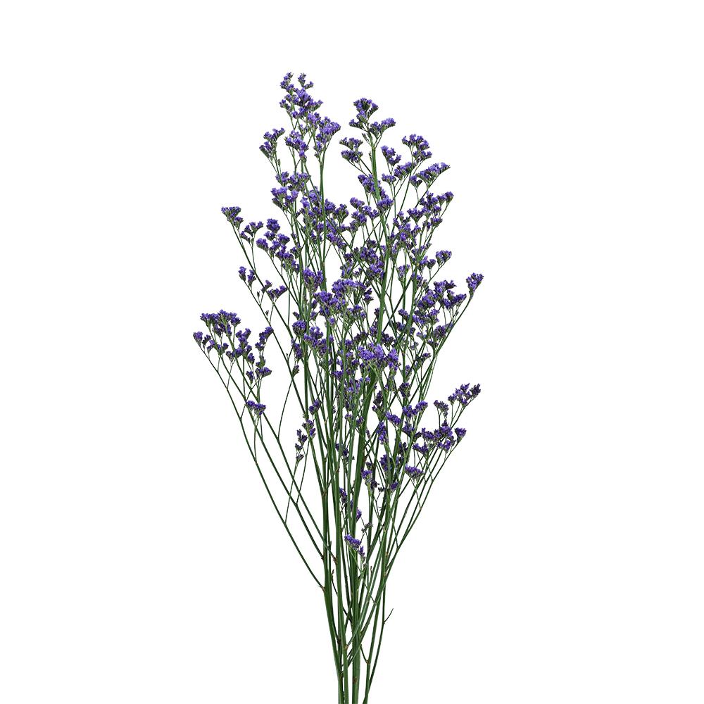 Limonium  new - Sao tím giống mới