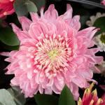 Giỏ Hoa Nắng Ấm Dịu Dàng 078