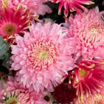 Giỏ Hoa Nắng Ấm Dịu Dàng 078