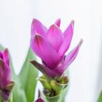 Chậu Cây Khương Hoàng Hoa