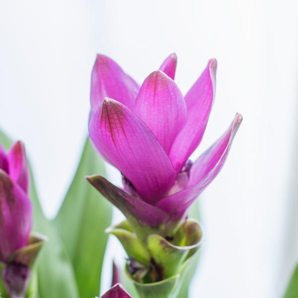 Chậu Cây Khương Hoàng Hoa