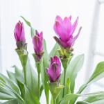 Chậu Cây Khương Hoàng Hoa