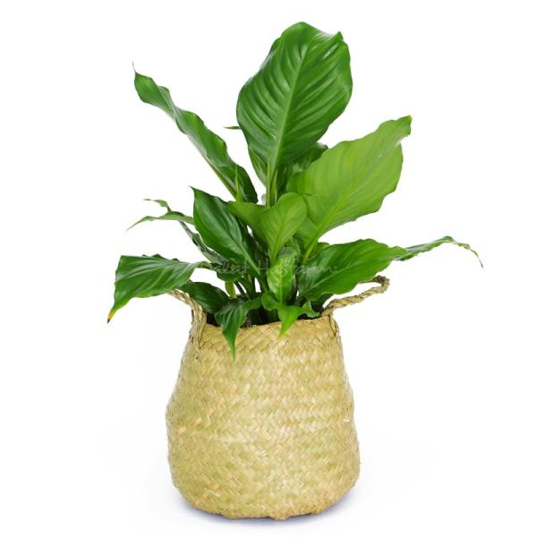 Giỏ Hoa Lan ý 011