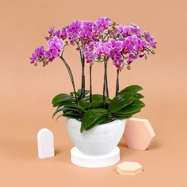 Lan Hồ Điệp Viên Mãn 057