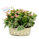 Giỏ Hoa Chậu Thiết Kế Trường Thọ 024