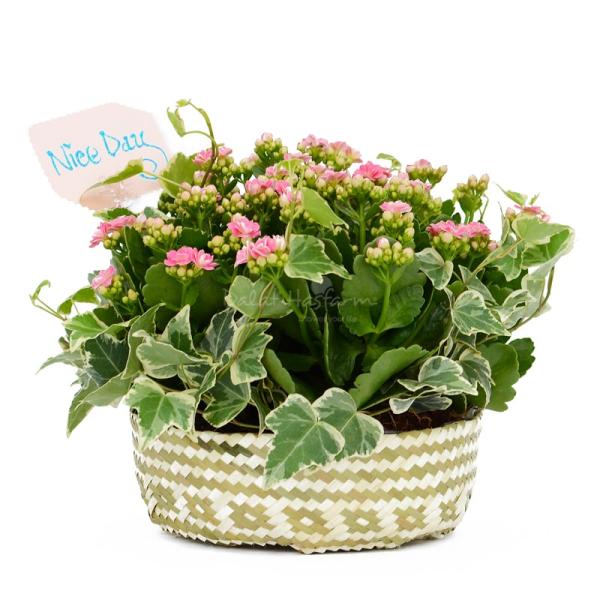 Giỏ Hoa Chậu Thiết Kế Trường Thọ 024