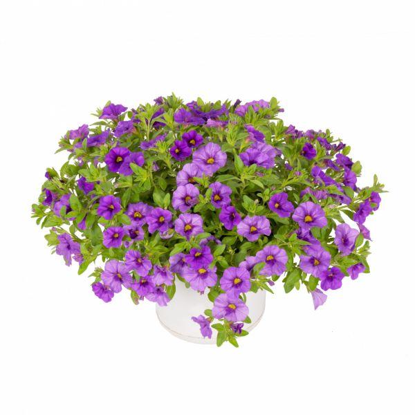 Calibrachoa purple - Ngàn chuông tím