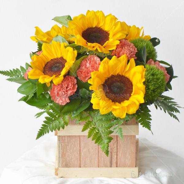 Như Hoa Hướng Dương