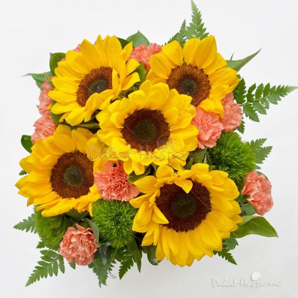 Như Hoa Hướng Dương