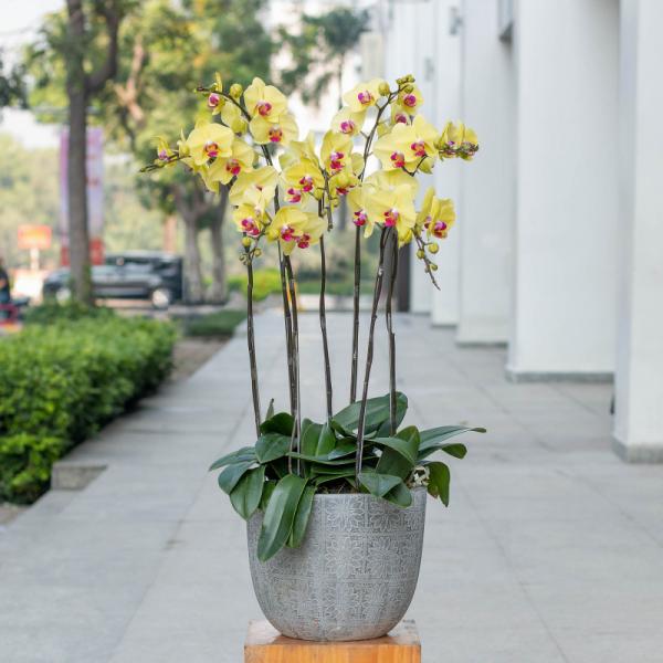 Lan Hồ Điệp Thành Ý 028